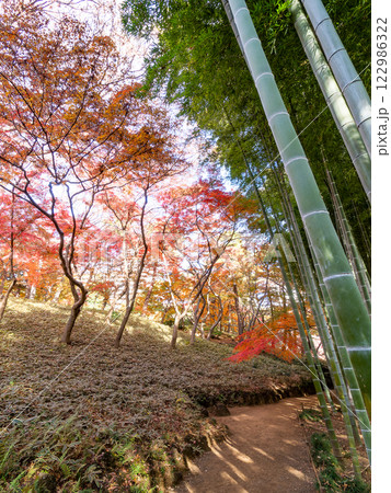 日本の美しい秋の景色　青々した竹林と鮮やかな紅葉 122986322
