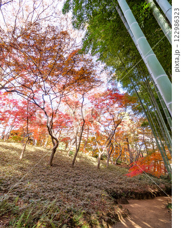 日本の美しい秋の景色　青々した竹林と鮮やかな紅葉 122986323