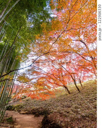 日本の美しい秋の景色　青々した竹林と鮮やかな紅葉 122986330