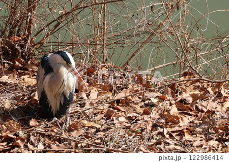 起きるアオサギ 起きるアオサギ 122986414