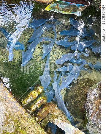 佐賀・小城町名物の鯉料理 122986447