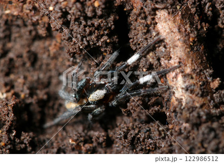 朽木の裏の土中に潜むおしゃれな白帯の脚を持つヒノマルコモリグモ（自然環境下ストロボ＋マクロ接写） 122986512