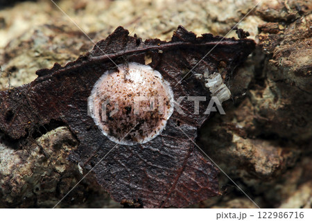 林内の土中、腐る枯葉に産み付けられた円盤型の蜘蛛の卵嚢（自然環境下ストロボ＋マクロ接写） 122986716