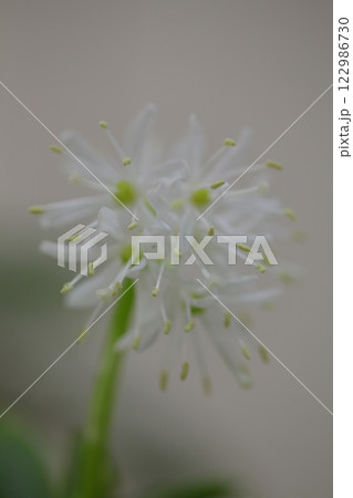 白花ショウジョウバカマの花 白花ショウジョウバカマの花 122986730