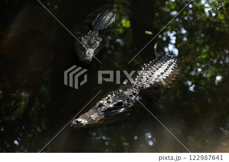 Close up head crocodile is show head in river 122987641