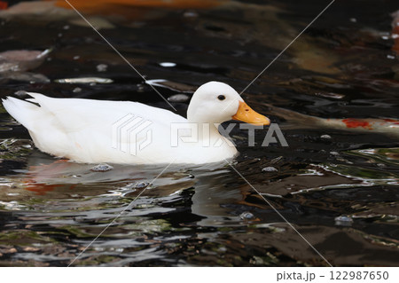 The white Duck is stay in nature garden The white Duck is stay in nature garden 122987650