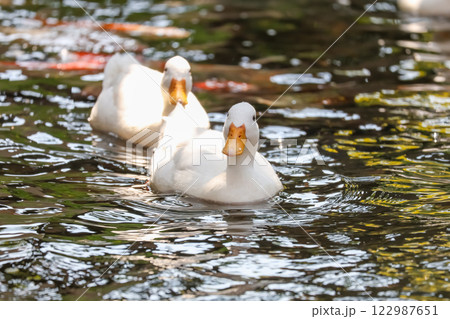 The white Duck is stay in nature garden 122987651