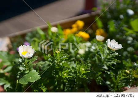 寄せ植え 寄せ植え 122987705