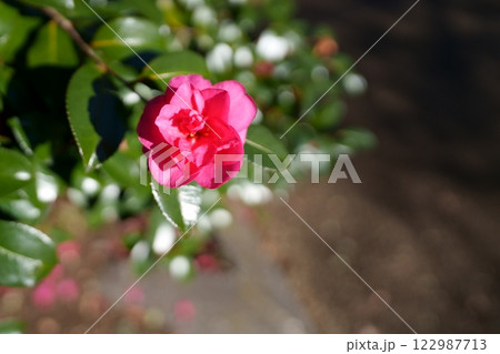 サザンカの花 サザンカの花 122987713