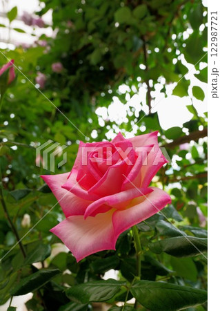 薔薇の花　プリンセス・ドゥ・モナコ 122987721