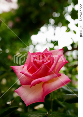 薔薇の花　プリンセス・ドゥ・モナコ 122987722