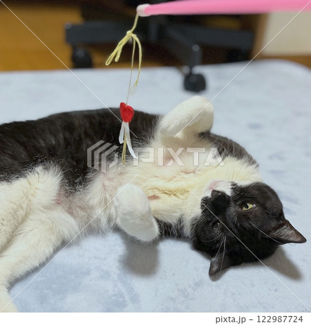 ラグの上でオモチャで遊ぶ白黒猫 ラグの上でオモチャで遊ぶ白黒猫 122987724