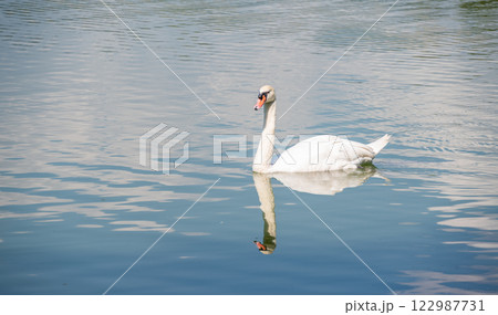 A mute swan living and floating in the lake. The swan is a genus of waterfowl that has the ability to swim and fly with incredible speed and agility. A mute swan living and floating in the lake. The swan is a genus of waterfowl that has the ability to swim and fly with incredible speed and agility. 122987731