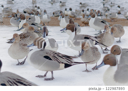 冬の湖畔を歩くオナガガモ　＠猪苗代湖 122987893
