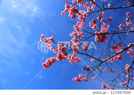 春の嵐のあと、青空に映える八重寒緋桜 春の嵐のあと、青空に映える八重寒緋桜 122987896