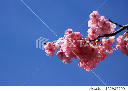 春の嵐のあと、青空に映える八重寒緋桜 春の嵐のあと、青空に映える八重寒緋桜 122987900
