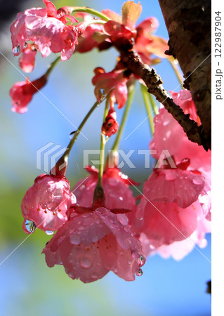 春の嵐のあと、花びらに水滴を携える八重寒緋桜 春の嵐のあと、花びらに水滴を携える八重寒緋桜 122987904