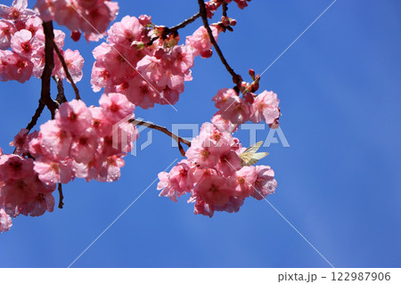 春の嵐のあと、青空に映える八重寒緋桜 122987906