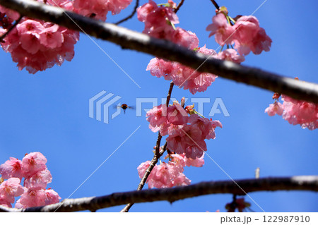 春の嵐のあと、青空に映える八重寒緋桜 122987910