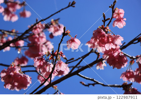 春の嵐のあと、青空に映える八重寒緋桜 春の嵐のあと、青空に映える八重寒緋桜 122987911
