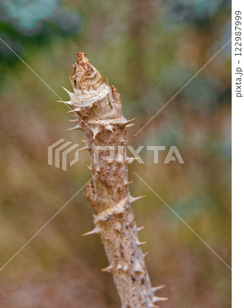 ウコギ科タラノキの冬芽 122987999