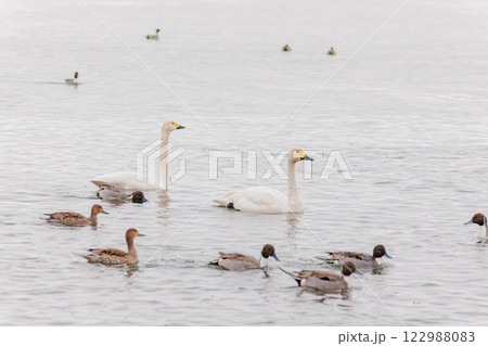 湖面を泳ぐオナガカモと白鳥 @猪苗代湖 湖面を泳ぐオナガカモと白鳥 @猪苗代湖 122988083