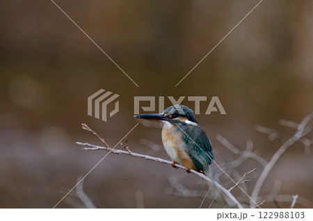 枝に止まるカワセミ科カワセミ♀ 122988103