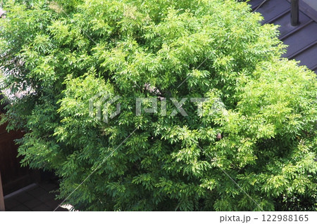 春の新緑の季節の樹木を撮影した写真　強風イメージ 122988165