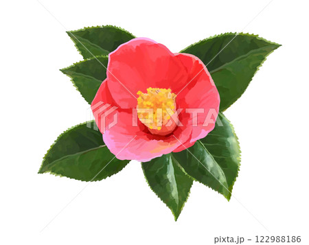 椿の花（葉付き） 122988186