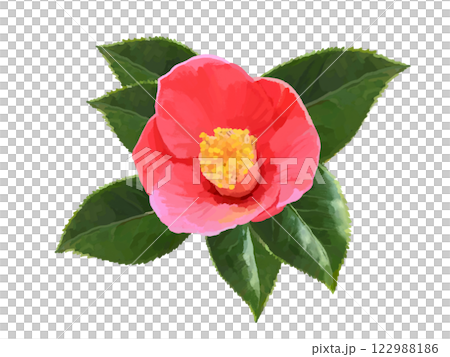 椿の花（葉付き） 122988186