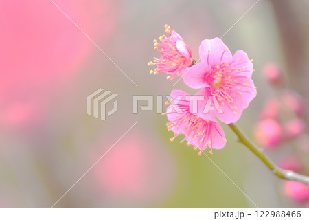 梅の花　白梅・紅梅 122988466