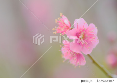 梅の花　白梅・紅梅 122988467
