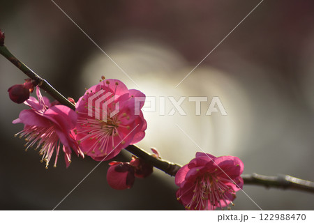 梅の花　白梅・紅梅 122988470