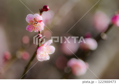 梅の花 白梅・紅梅 梅の花 白梅・紅梅 122988473