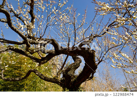 梅の花　白梅・紅梅 122988474
