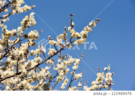 梅の花　白梅・紅梅 122988476