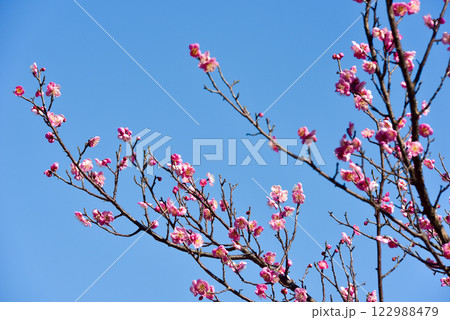 梅の花　白梅・紅梅 122988479