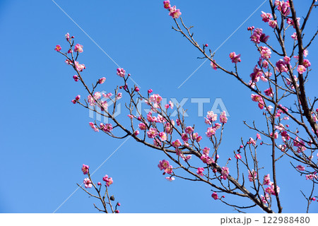 梅の花　白梅・紅梅 122988480
