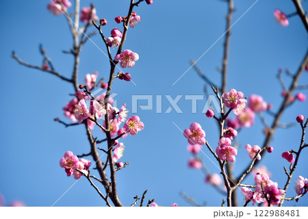 梅の花　白梅・紅梅 122988481