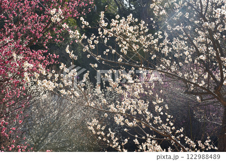 梅の花　白梅・紅梅 122988489