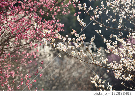 梅の花　白梅・紅梅 122988492