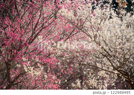 梅の花 白梅・紅梅 梅の花 白梅・紅梅 122988495