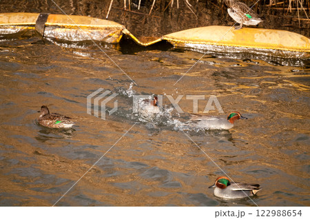 信濃川・やすらぎ堤の小鴨(こがも)の争い 信濃川・やすらぎ堤の小鴨(こがも)の争い 122988654