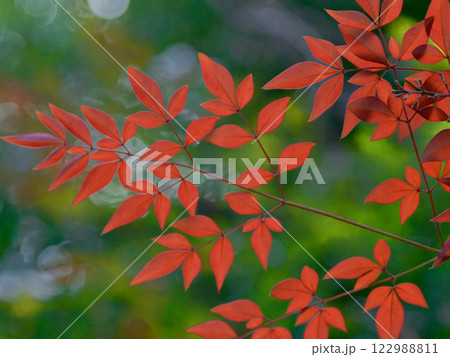 メギ科南天の紅葉 メギ科南天の紅葉 122988811