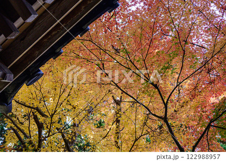 紅葉に包まれた寺院 紅葉に包まれた寺院 122988957