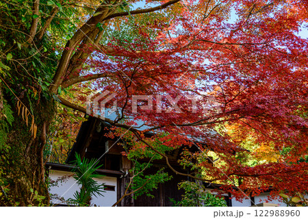 真っ赤な紅葉と寺院の屋根 122988960