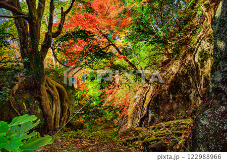 岩と紅葉の散歩道 122988966