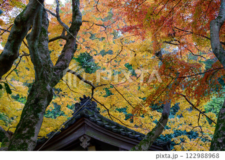 大木の紅葉と寺院の屋根 122988968