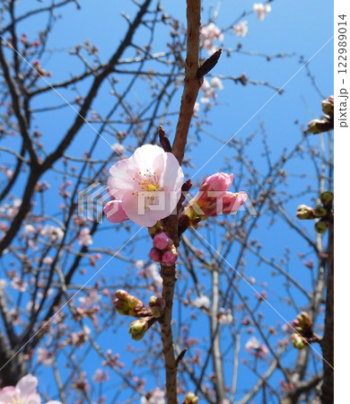 河津桜 122989014
