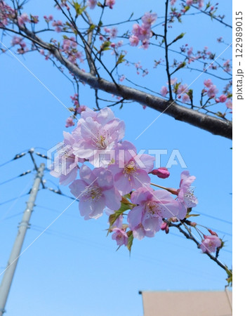 河津桜 122989015
